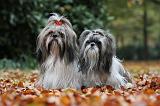 SHIH TZU 189
